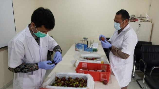 Penerbangan Internasional Dibuka, Bali Kirim 8 Ton Manggis ke China