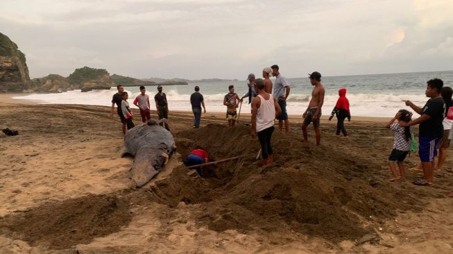 Terdampar di Pantai Blitar, Hiu Paus Ditemukan Membusuk Siripnya Hilang