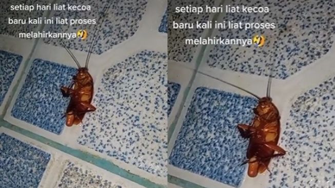 Viral Cewek Syok Lihat Kecoa Melahirkan untuk Pertama Kali, Auto Teriak Bak Bidan