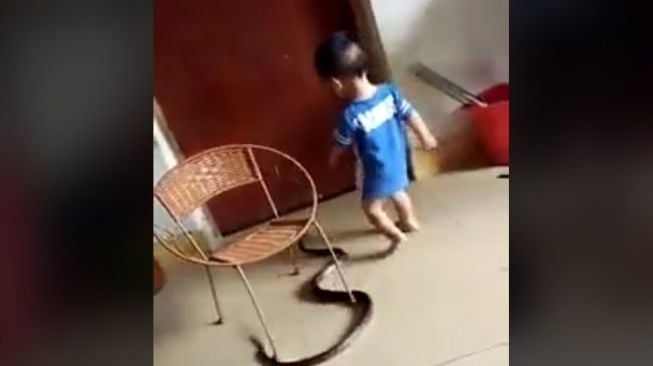 Anak bermain ular (https://www.tiktok.com/@aziri80)