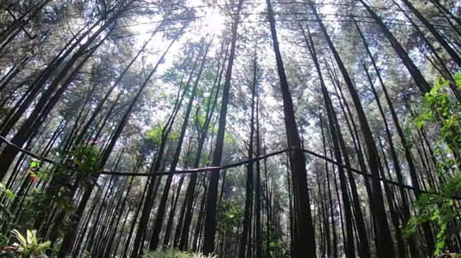 Pesona 4 Hutan Pinus Bogor, dari Gunung Pancar hingga Loji