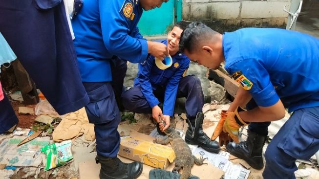 Ngeri! Rumah jadi Sarang Biawak, Warga Jakbar Panik Minta Tolong Petugas Damkar