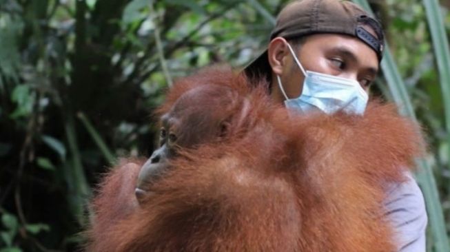 Tiga Orangutan Dilepasliarkan ke Hutan