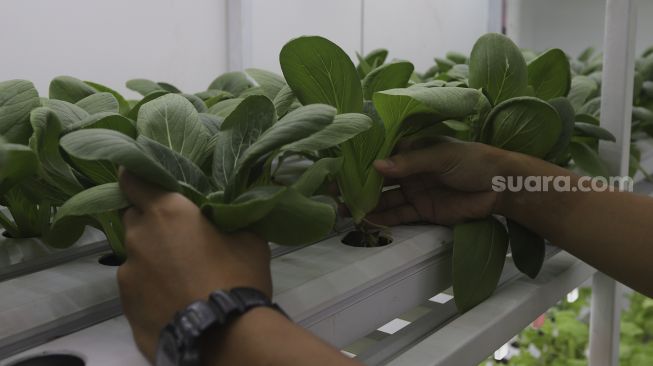 Petugas Suku Dinas Ketahanan Pangan, Kelautan, dan Pertanian (KPKP) Jakarta Selatan merawat tanaman yang ditanam menggunakan teknik hidroponik di dalam container farming dan agro electrifying di Agro Edukasi Wisata Ragunan, Pasar Minggu, Jakarta, Selasa (12/10/2021). [Suara.com/Angga Budhiyanto]