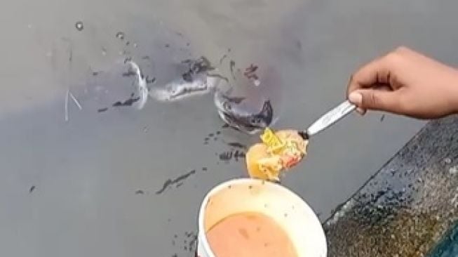 Viral Video Cewek Suapi Ikan Patin Pakai Seblak. (TikTok)