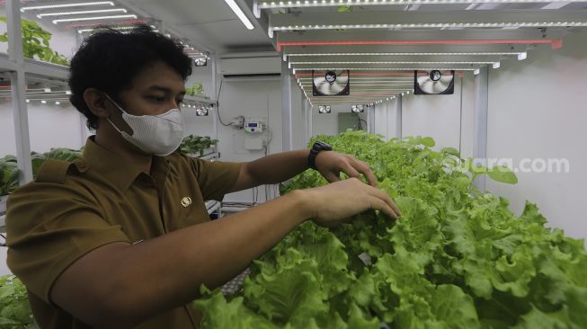 Petugas Suku Dinas Ketahanan Pangan, Kelautan, dan Pertanian (KPKP) Jakarta Selatan merawat tanaman yang ditanam menggunakan teknik hidroponik di dalam container farming dan agro electrifying di Agro Edukasi Wisata Ragunan, Pasar Minggu, Jakarta, Selasa (12/10/2021). [Suara.com/Angga Budhiyanto]