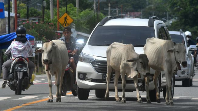 Sapi ternak berkeliaran di Jalur Trans Sulawesi, Palu, Sulawesi Tengah, Selasa (12/10/2021).  ANTARA FOTO/Mohamad Hamzah
