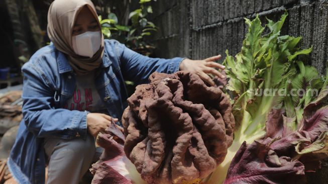 Tanaman Diduga Bunga Bangkai, Mekar di Pekarangan Warga Cipete