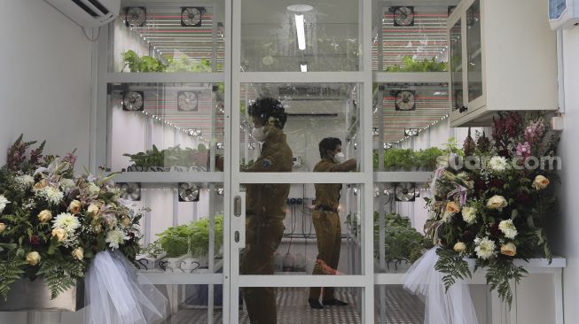 Petugas Suku Dinas Ketahanan Pangan, Kelautan, dan Pertanian (KPKP) Jakarta Selatan merawat tanaman yang ditanam menggunakan teknik hidroponik di dalam container farming dan agro electrifying di Agro Edukasi Wisata Ragunan, Pasar Minggu, Jakarta, Selasa (12/10/2021). [Suara.com/Angga Budhiyanto]