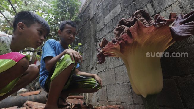 Dua anak melihat tanaman yang diduga bunga bangkai yang mekar di pekarangan rumah warga di Jalan Bunga Rampai RT 011 RW 003, Cipete Selatan, Cilandak, Jakarta, Selasa (12/10/2021). [Suara.com/Angga Budhiyanto]