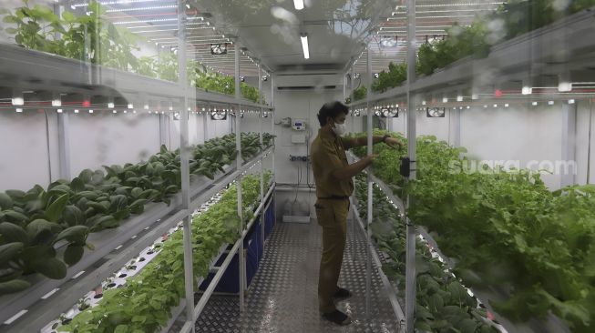 Petugas Suku Dinas Ketahanan Pangan, Kelautan, dan Pertanian (KPKP) Jakarta Selatan merawat tanaman yang ditanam menggunakan teknik hidroponik di dalam container farming dan agro electrifying di Agro Edukasi Wisata Ragunan, Pasar Minggu, Jakarta, Selasa (12/10/2021). [Suara.com/Angga Budhiyanto]