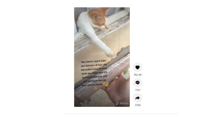 Kucing pintar bukakan jendela pemiiknya yang terkunci dari luar. [TikTok]