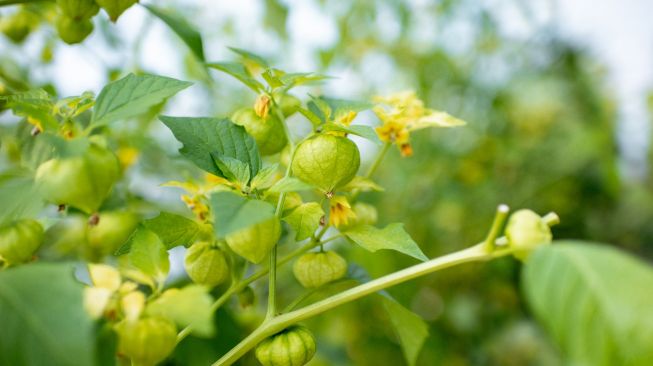 Benarkah Air Rebusan Ciplukan Bisa Sembuhkan Stroke? Ini Faktanya