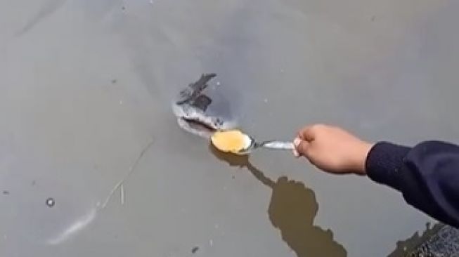 Viral Video Cewek Suapi Ikan Patin Pakai Seblak. (TikTok)