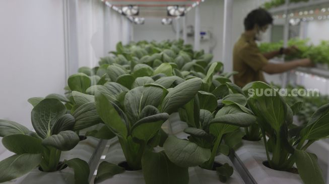 Tanaman pokcoy yang ditanam menggunakan teknik hidroponik di dalam container farming dan agro electrifying di Agro Edukasi Wisata Ragunan, Pasar Minggu, Jakarta, Selasa (12/10/2021). [Suara.com/Angga Budhiyanto]