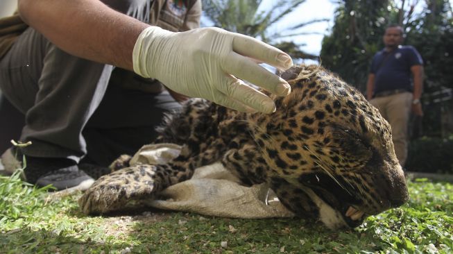 Petugas menunjukkan kulit Macan Tutul (Panthera Pardus Melas) saat ungkap kasus tindak pidana konservasi sumber daya alam hayati dan ekosistem di Polda Jawa Timur, Surabaya, Jawa Timur, Rabu (13/10/2021). [ANTARA FOTO/Didik Suhartono]