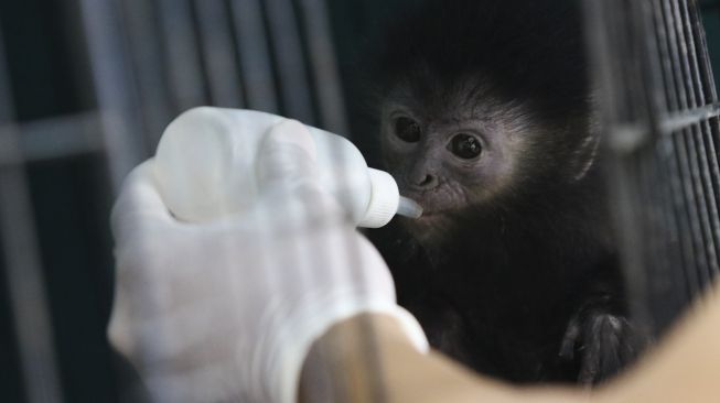 Petugas memberi minum Lutung Jawa (Trachypithecus auratus) anakan saat ungkap kasus tindak pidana konservasi sumber daya alam hayati dan ekosistem di Polda Jawa Timur, Surabaya, Jawa Timur, Rabu (13/10/2021). [ANTARA FOTO/Didik Suhartono]