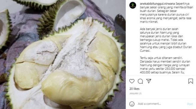 Durian tembaga (instagram)