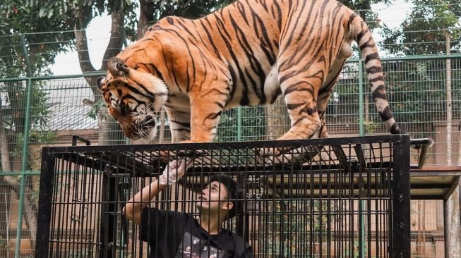 Dituding Campakan Mantan Istri, Alshad Ahmad Disindir: Anak Harimau Dikasih Makan Ratusan Juta, Anak Sendiri Dibuang