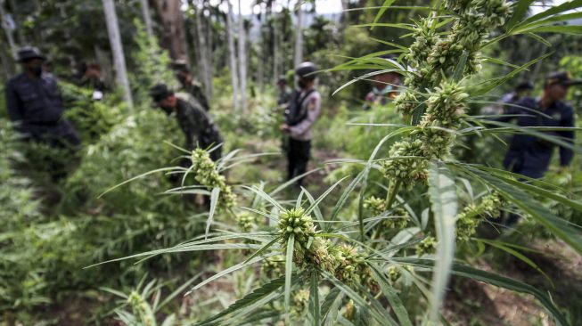 Polisi Temukan Ladang Ganja di Pagaralam, Tangkap Satu Tersangka