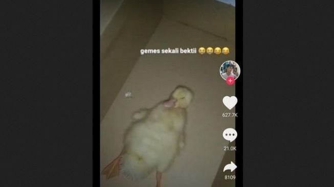 Viral Pria Pamer Perjalanan Pelihara Bebek dari Kecil, Endingnya Tragis!