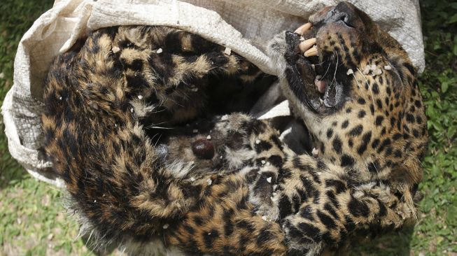 Barang bukti kulit Macan Tutul (Panthera Pardus Melas) ditunjukkan saat ungkap kasus tindak pidana konservasi sumber daya alam hayati dan ekosistem di Polda Jawa Timur, Surabaya, Jawa Timur, Rabu (13/10/2021). [ANTARA FOTO/Didik Suhartono]