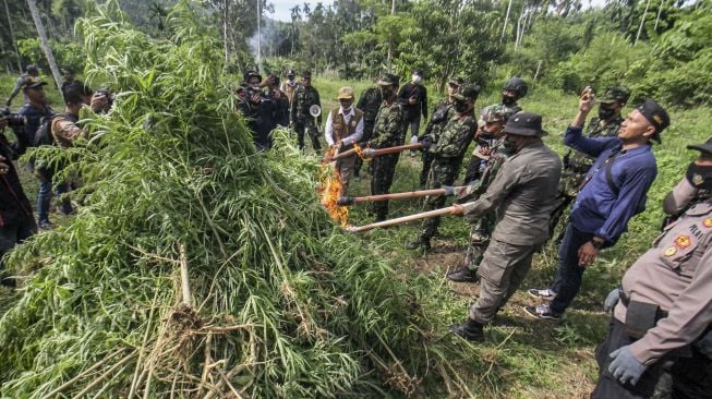 Petugas Badan Narkotika Nasional RI dan petugas gabungan membakar batang pohon ganja siap panen saat penggerebekan ladang ganja di Dusun Cot Lawatu, Sawang, Kabupaten Aceh Utara, Aceh, Rabu (13/10/2021). [ANTARA FOTO/Rahmad]