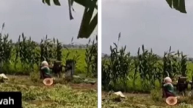 Viral Tindakan Ibu-Ibu Petani Kacang saat Dengar Azan di Sawah, Banjir Pujian Warganet