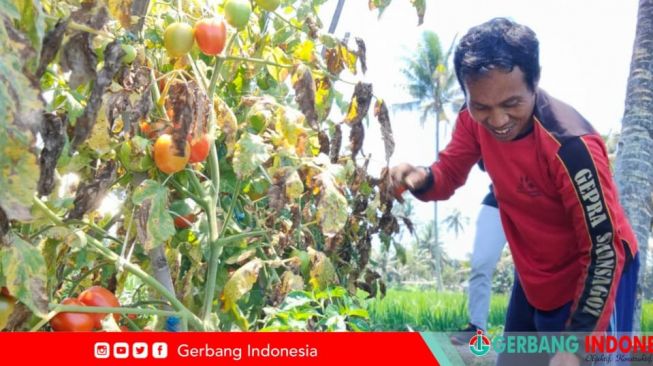 Haduh, di Lotim Harga Tomat Rp 700 Perkilo