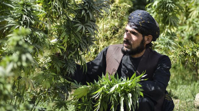 Seorang petani bekerja di perkebunan ganja di distrik Panjwai, Kandahar, Afghanistan, pada (13/10/2021). [JAVED TANVEER / AFP]