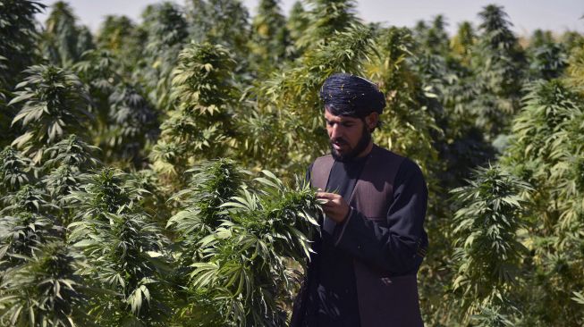 Seorang petani bekerja di perkebunan ganja di distrik Panjwai, Kandahar, Afghanistan, pada (13/10/2021). [JAVED TANVEER / AFP]