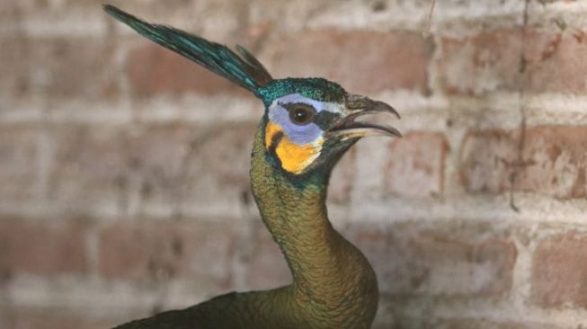 Ini Penampakan Burung Merak Hijau yang Ditemukan di Proyek Bandara Kediri