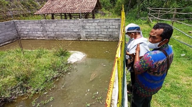 Taman Jlengut Klaten Tambah Koleksi Dua Buaya Muara