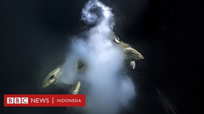 Foto Seks Eksplosif Ikan Kerapu Sabet Anugerah Tertinggi