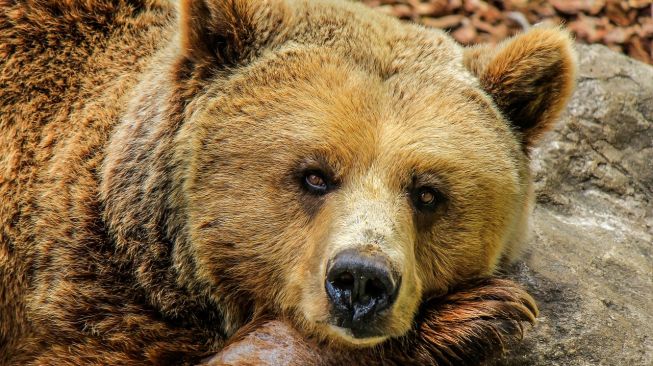 Ilustrasi beruang grizzly. [Joaquin Aranoa/Pixabay]