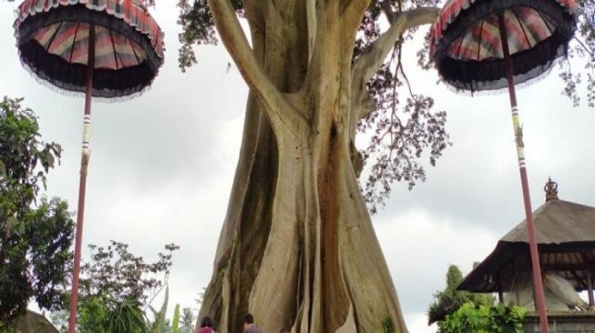 Pohon Raksasa Kayu Putih Desa Bayan, Wisata Bali yang Dikenal Angker Dan Punya Sisi Magis