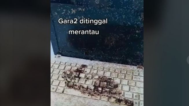 Akibat Ditinggal Merantau, Kondisi Laptop Mengenaskan Dikerubungi Binatang