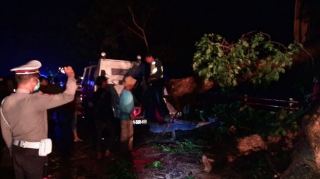 Brakk! Pohon Tumbang Menimpa Mobil Sedan di Jalur Pantura Situbondo