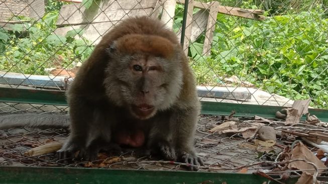 Monyet liar yang meresahkan warga di Tebing Tinggi, Sumatera Utara, masuk perangkap kandang jebak. [Ist]