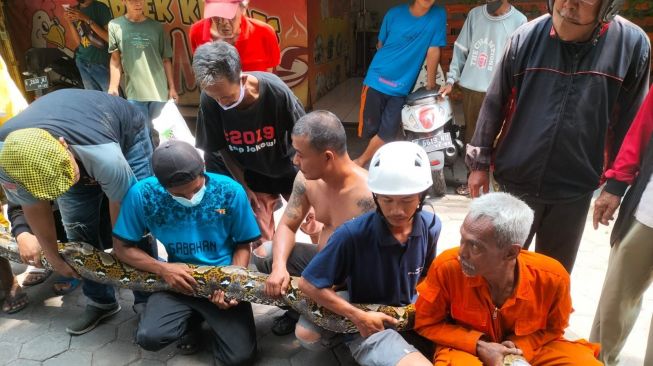 Evakuasi ular Sanca Kembang di Gabahan, Semarang Barat. [Ayosemarang.com]