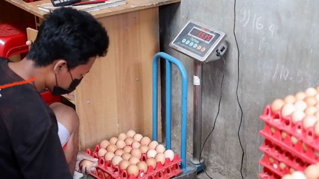 Sukseskan Penyerapan Telur Nasional, JAPFA Serap Telur Peternak Rakyat