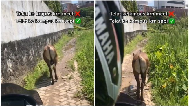 Telat Datang ke Kampus, Perjalanan Wanita ini Terganggu Hewan Tak Terduga (TikTok)