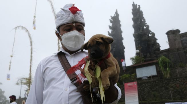 Umat Hindu melakukan ritual penyucian hewan kurban dalam rangkaian pujawali atau upacara persembahyangan di Pura Pasar Agung Besakih Giri Tohlangkir, Karangasem, Bali, Selasa (19/10/2021). [ANTARA FOTO/Nyoman Hendra Wibowo]