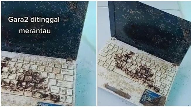 Lama Ditinggal Merantau, Pria Syok Laptopnya Jadi Sarang Hewan ini (TikTok)