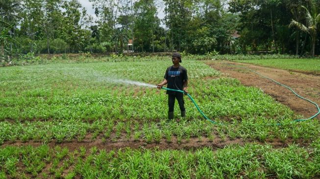 Santri tengah menyirami tanaman kangkung darat di lahan Pondok Pesantren Rubat Mbalong Ell Firdaus, Kecamatan Kedungreja, Kabupaten Cilacap, Minggu (10/10/2021). [Suara.com/Anang Firmansyah]