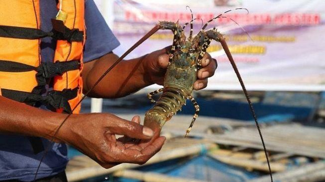 Bela Rakyat Kecil, Yusril Ihza Mahendra Gugat Larangan Ekspor Benih Lobster