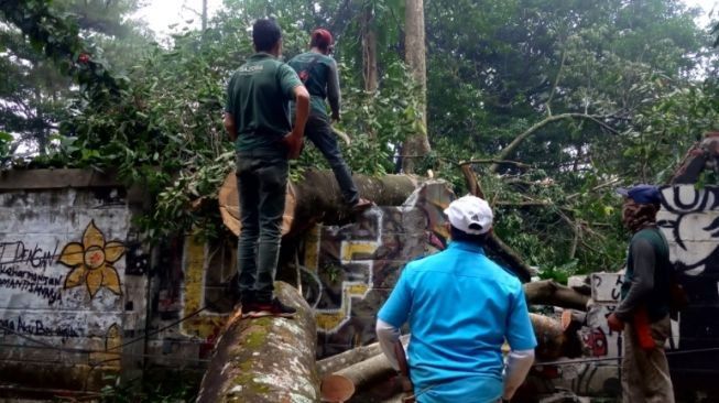 Pohon Tumbang Melintang ke Jalan, Arus Lalin Jalan Tamansari Sempat Tersend