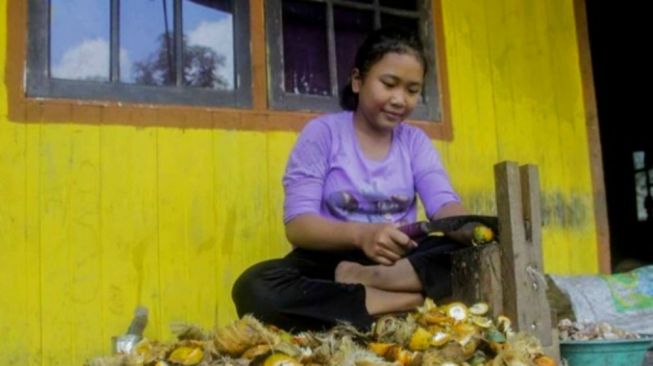 Waduh,,,Harga Pinang Kering di Riau Turun!