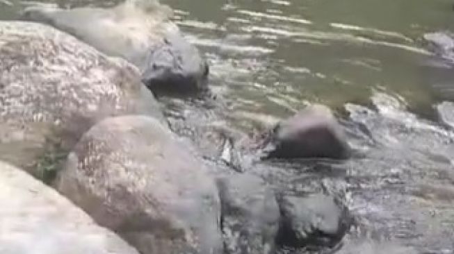 Viral Ibu Teriak Pilu di Pinggir Sungai Cari Sang Anak. (TikTok)