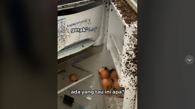 Tiga Bulan Ditinggal Pemilik, Penampakan Kulkas ini Bikin Merinding (TikTok)